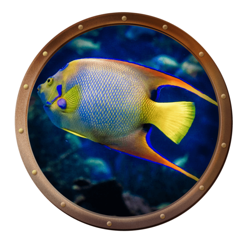 queen angelfish