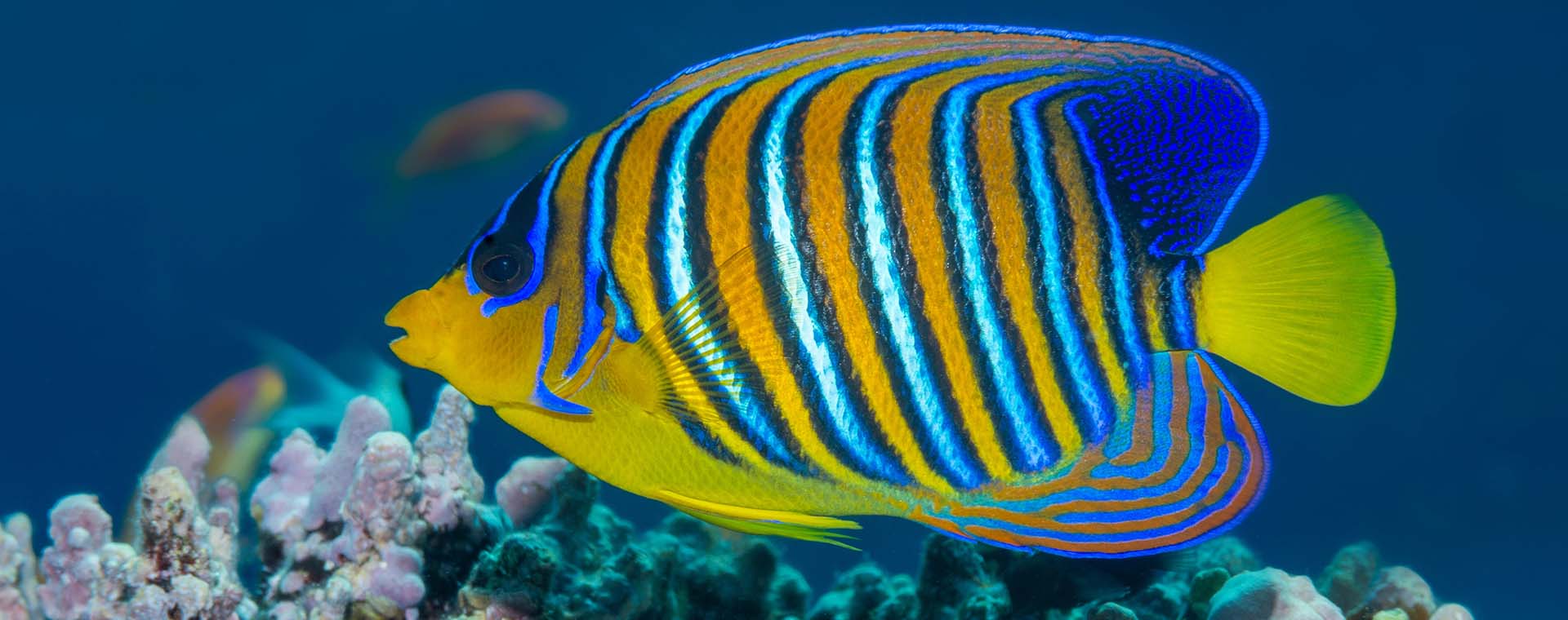 Angelfish: Angels of the Sea image