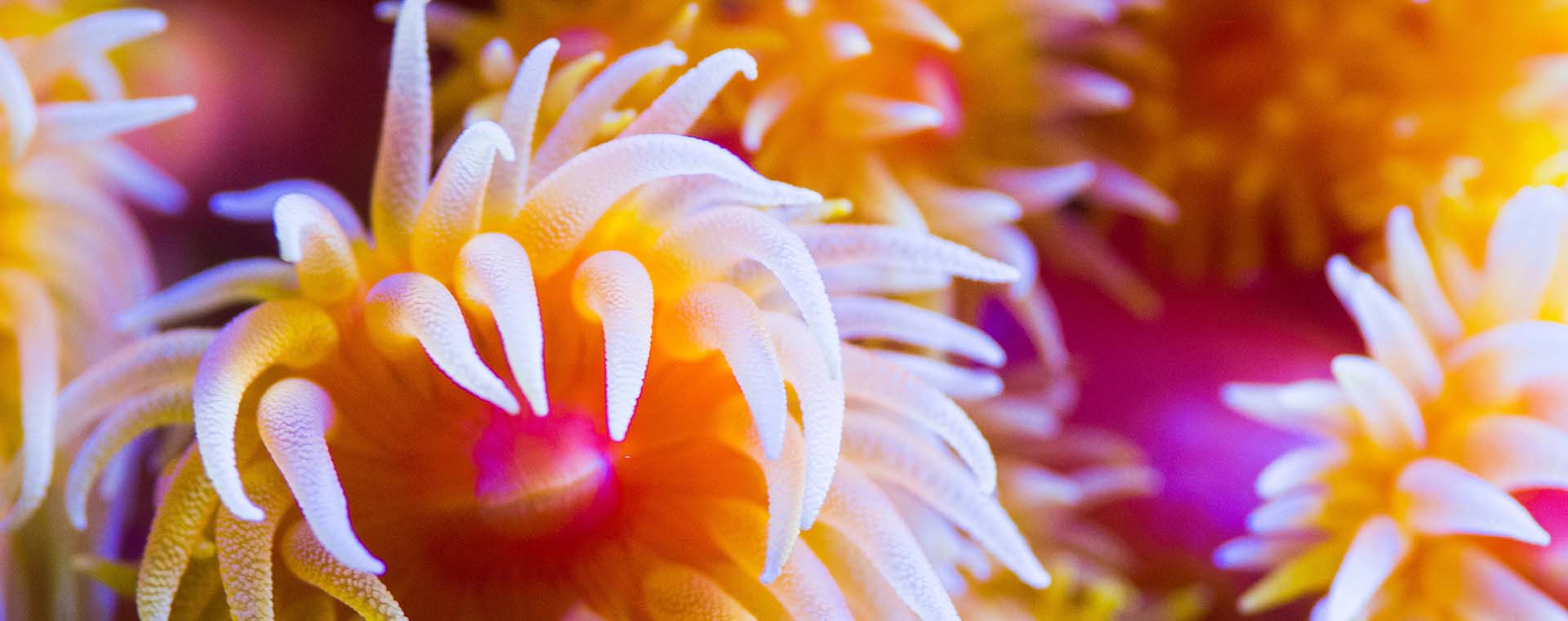 Sea Anemone Facts image
