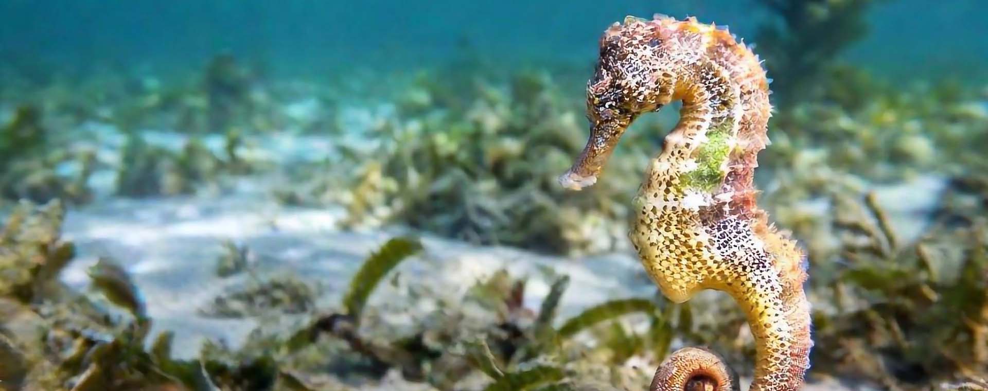 Save the Seahorses image