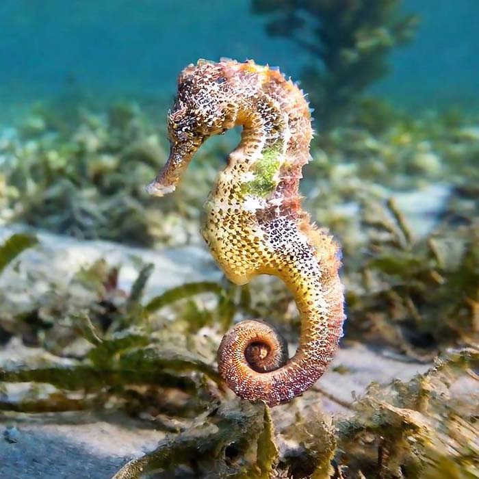 seahorse