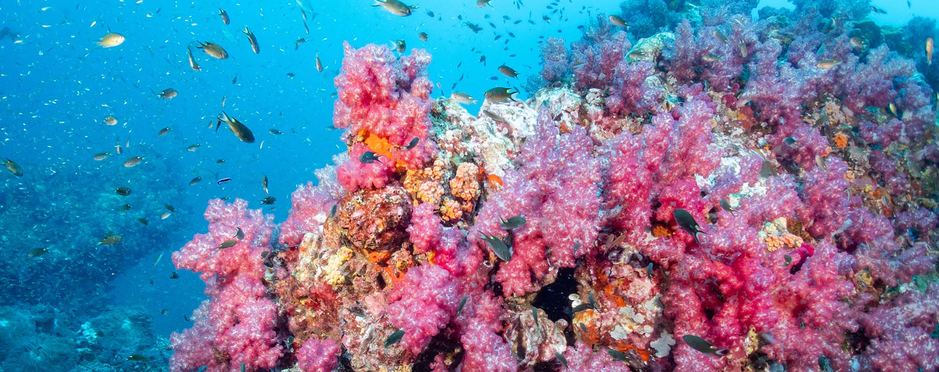 Soft Coral image