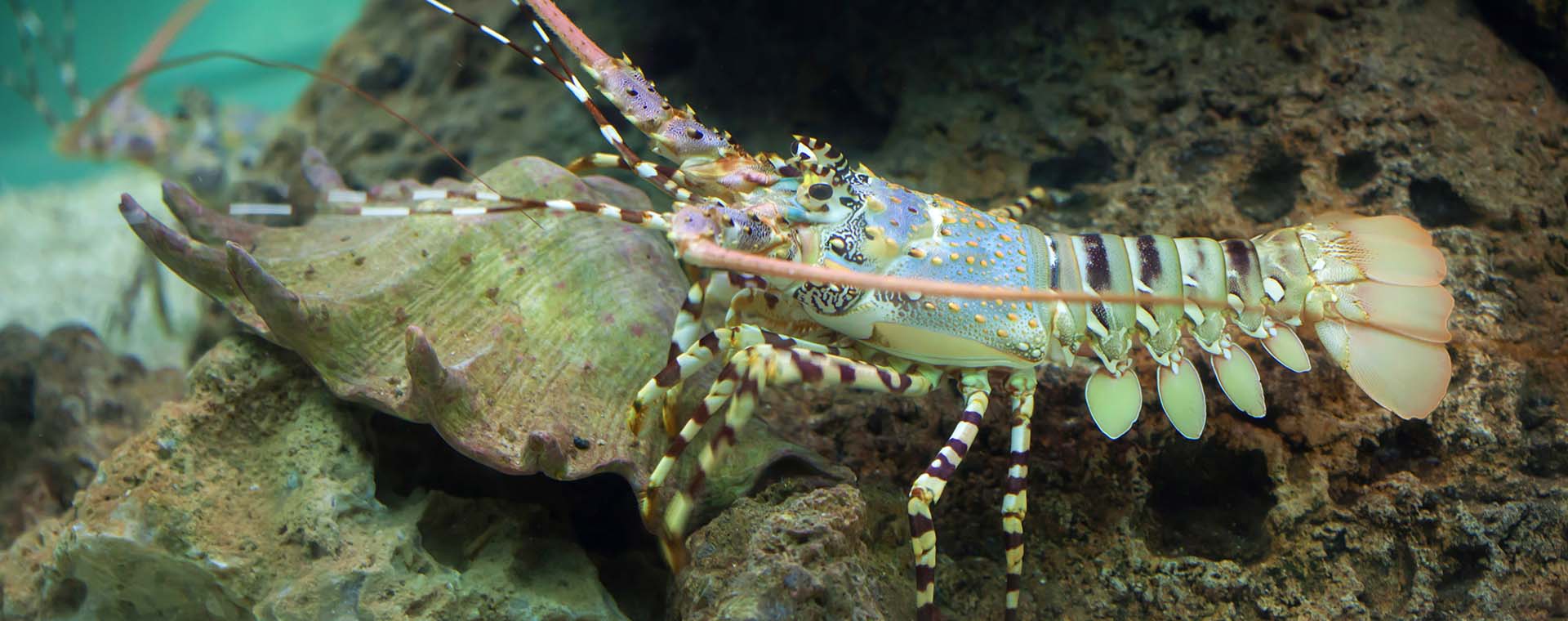 Fun Facts About Florida Stone Crabs and Spiny Lobsters image