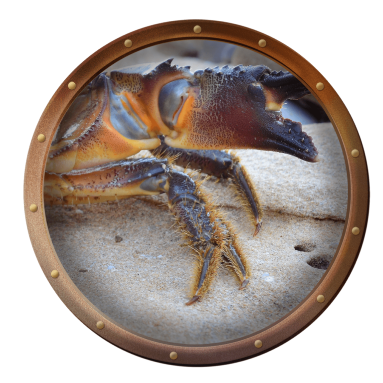 stone crab claw