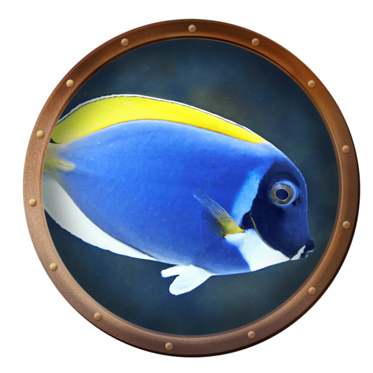 surgeonfish