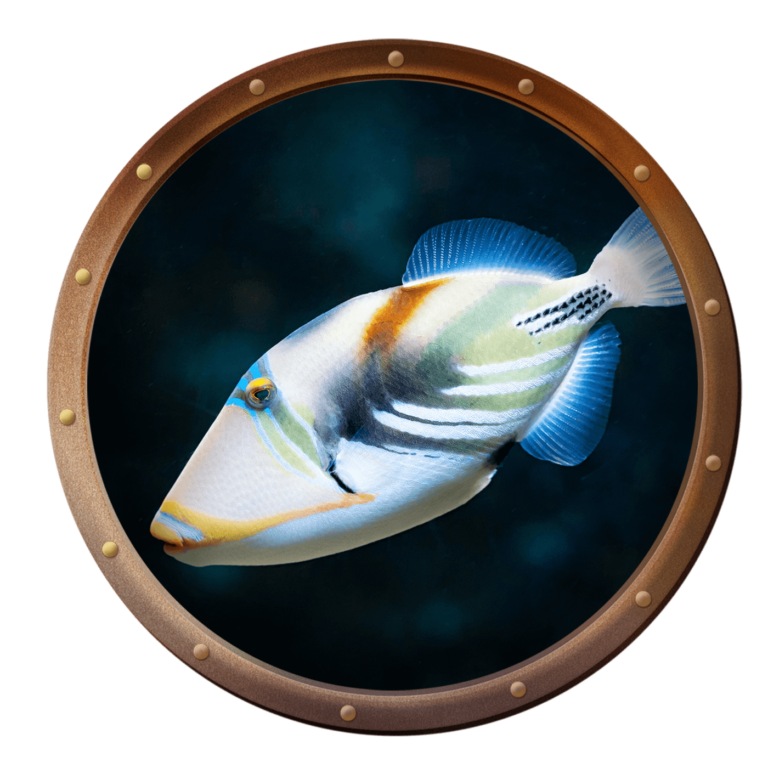 triggerfish