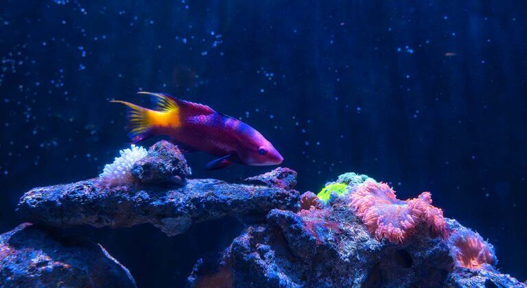 Key West Aquarium