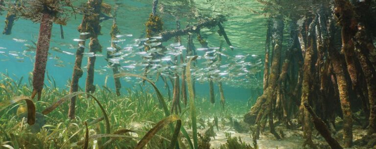 school of fish in the reef of an ocean
