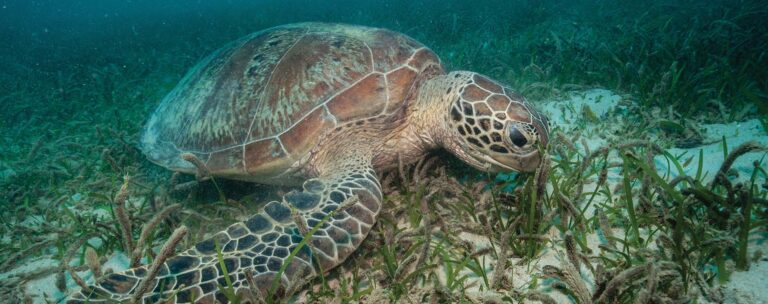 sea turtle in the ocean
