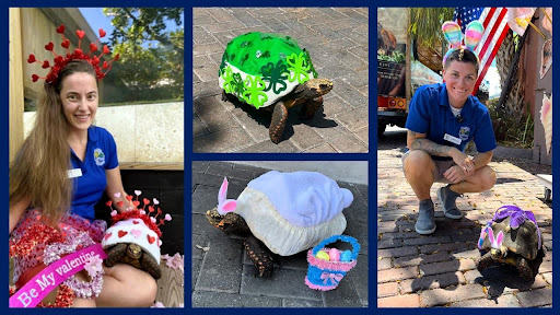 turtle love story