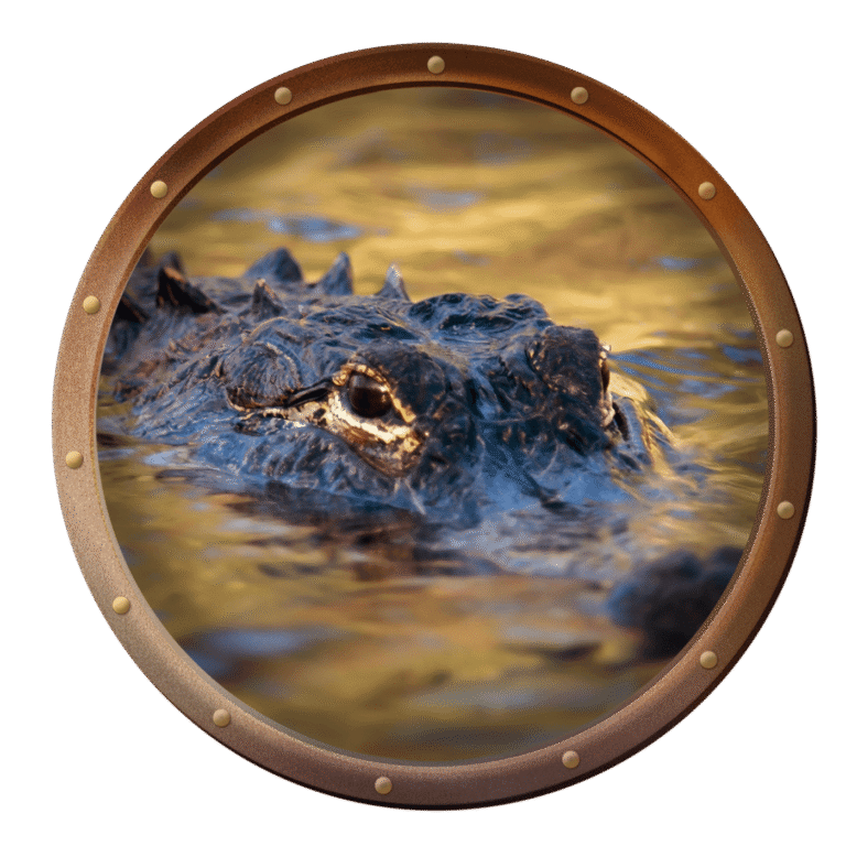 American alligator