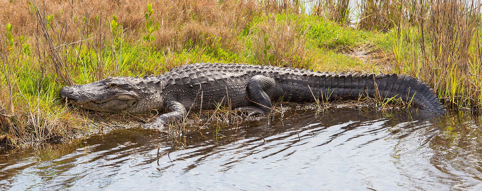 American Alligator image