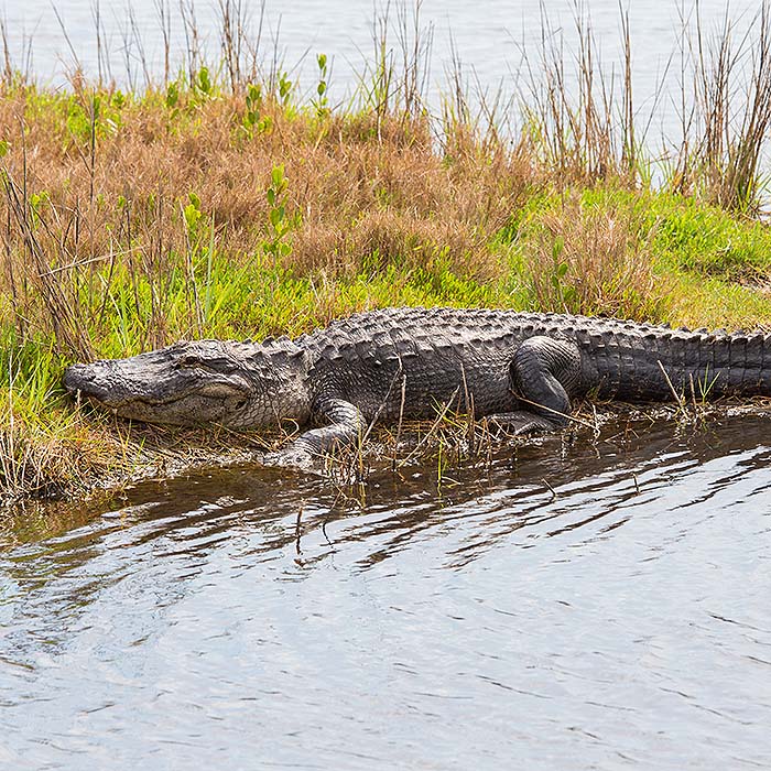 American alligator lying at the edge of a lake